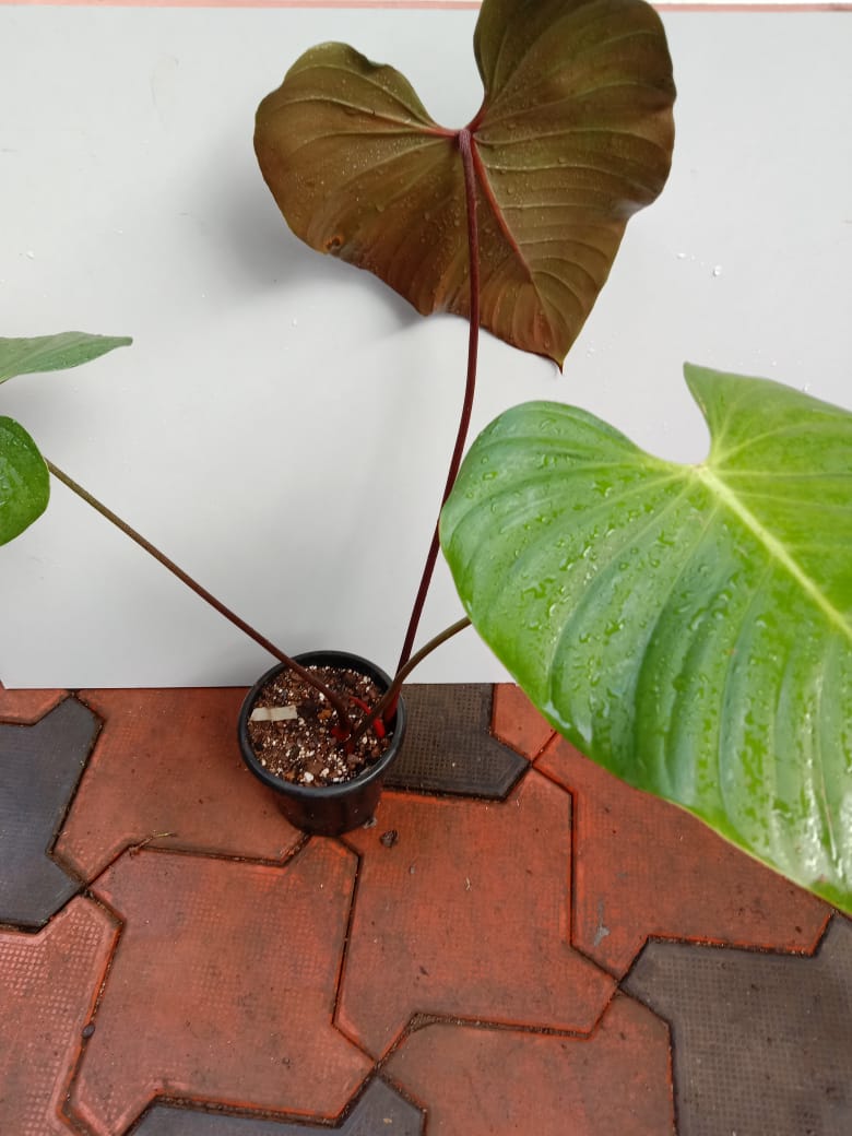 Philodendron Lynamii