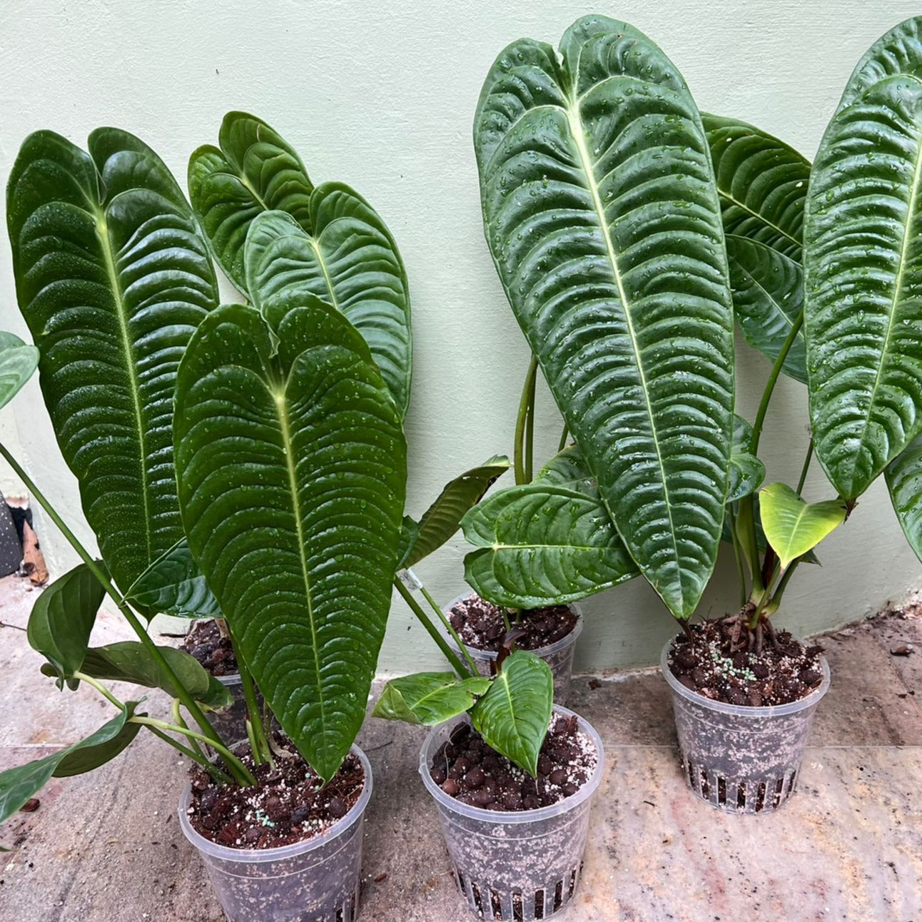 Anthurium Veitchii Narrow ' King'