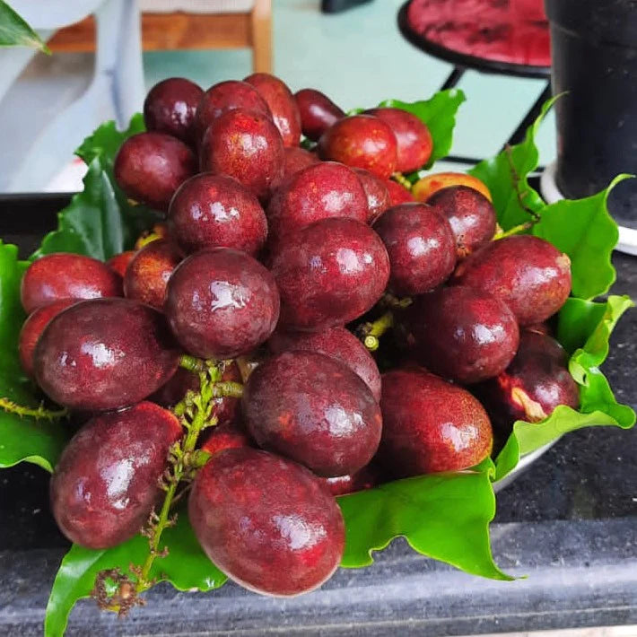 Purple Matoa Exotic Fruit Plants (Pometia Pinnata)