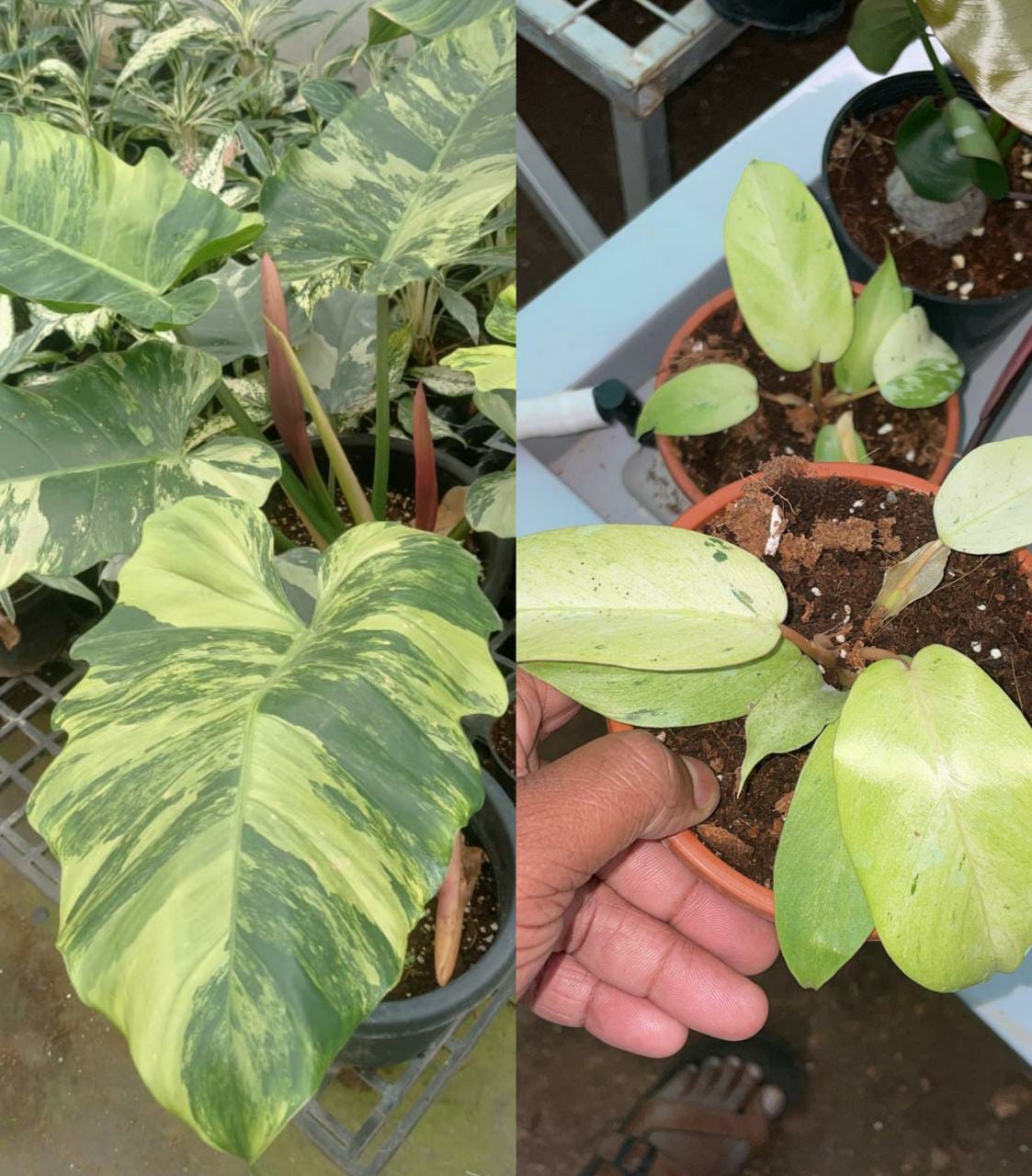 Philodendron Jungle Fever Variegated