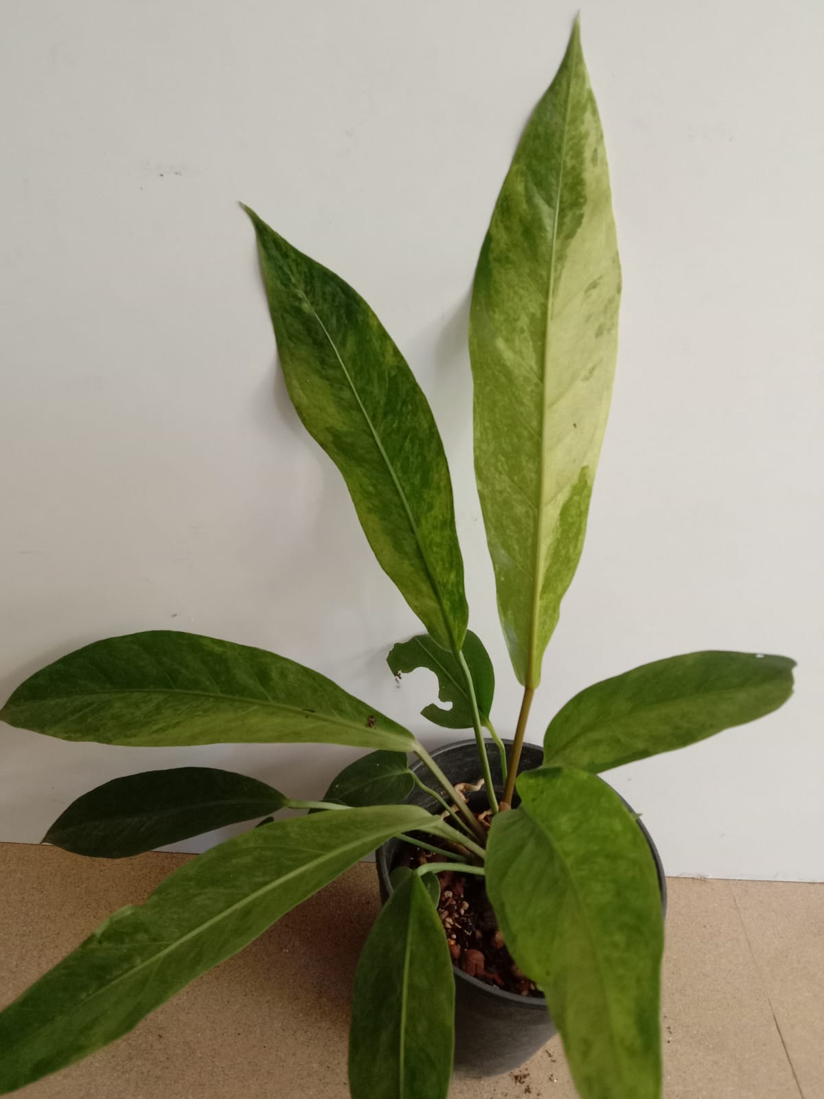 Anthurium Hookeri Variegata