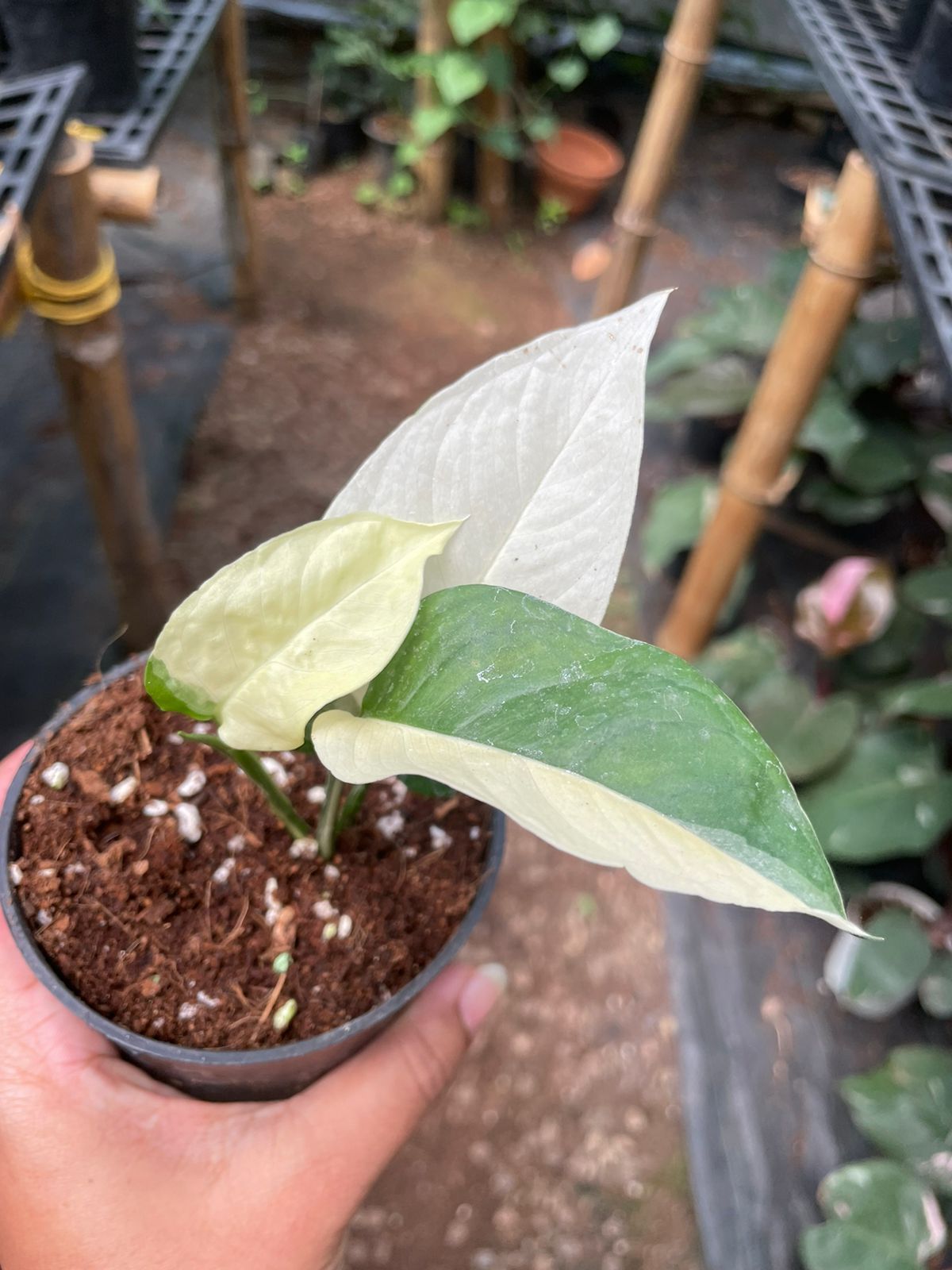 Adansonii Laniata Variegated