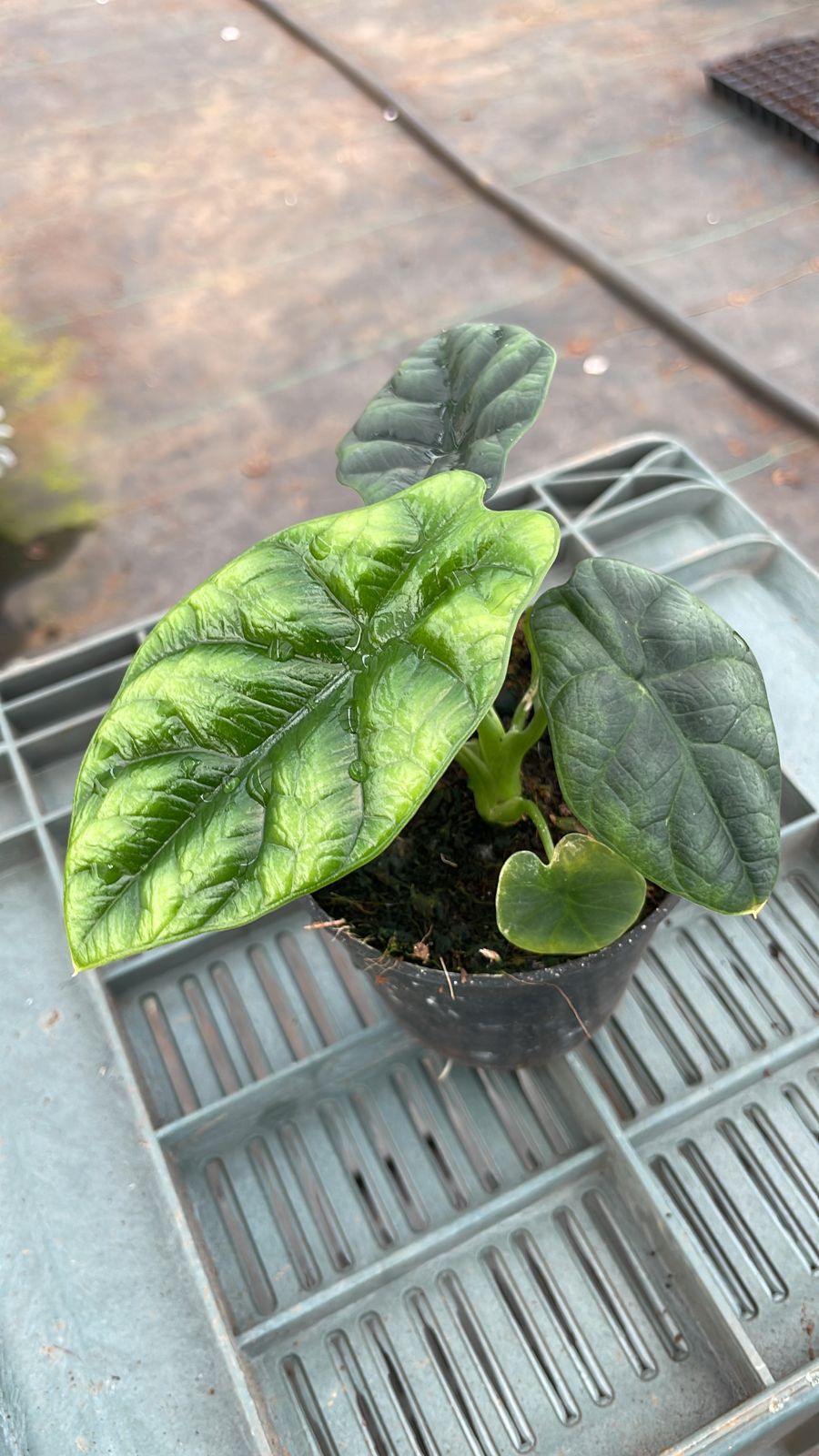 Alocasia Sinuata 'Tuber'