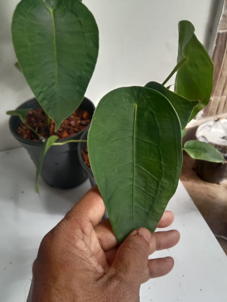 Anthurium Peltigerum