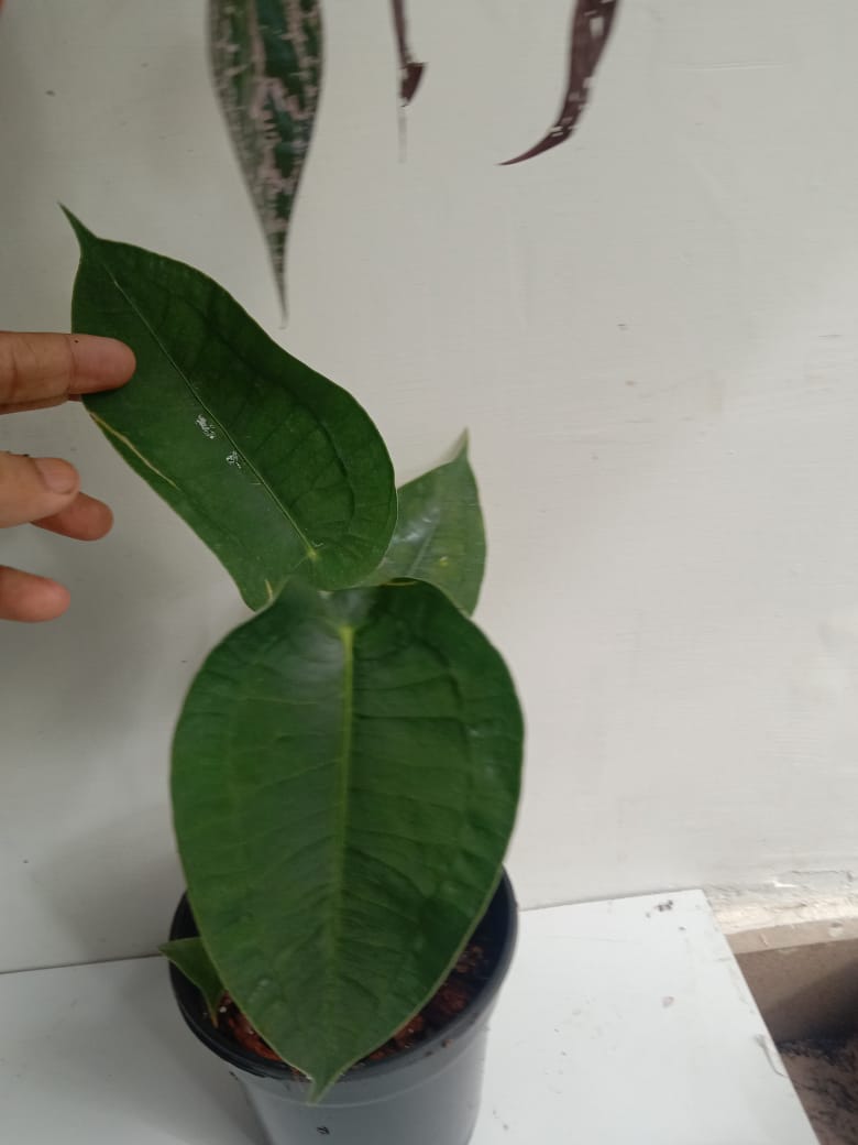 Anthurium Peltigerum