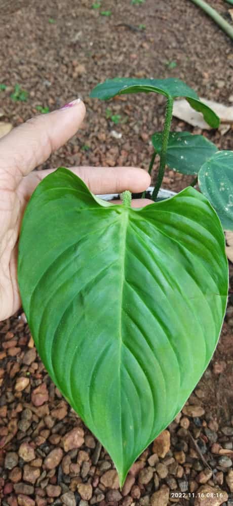 Philodendron Nangaritense