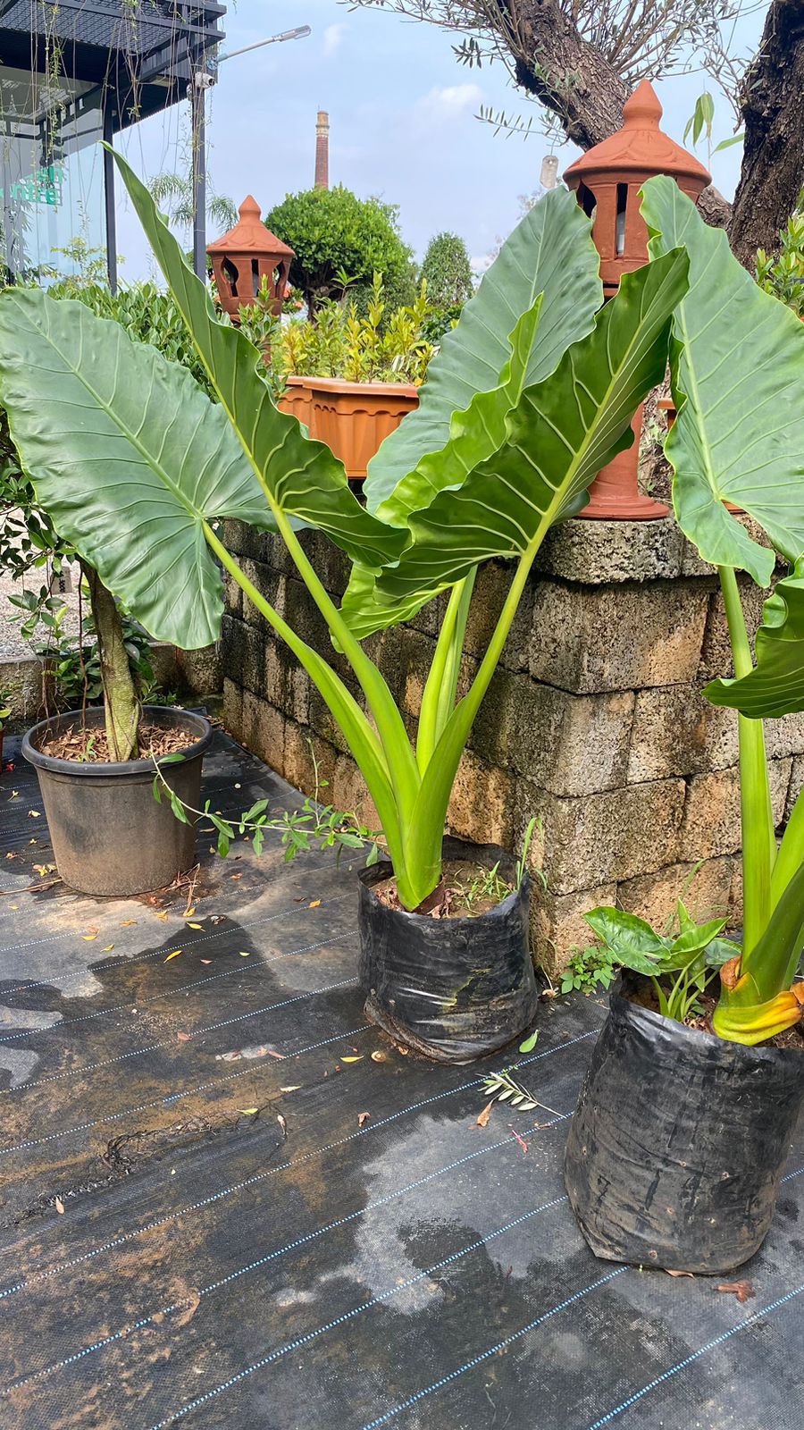 Colocasia gigantea 'Thailand Giant' 4ft Plant