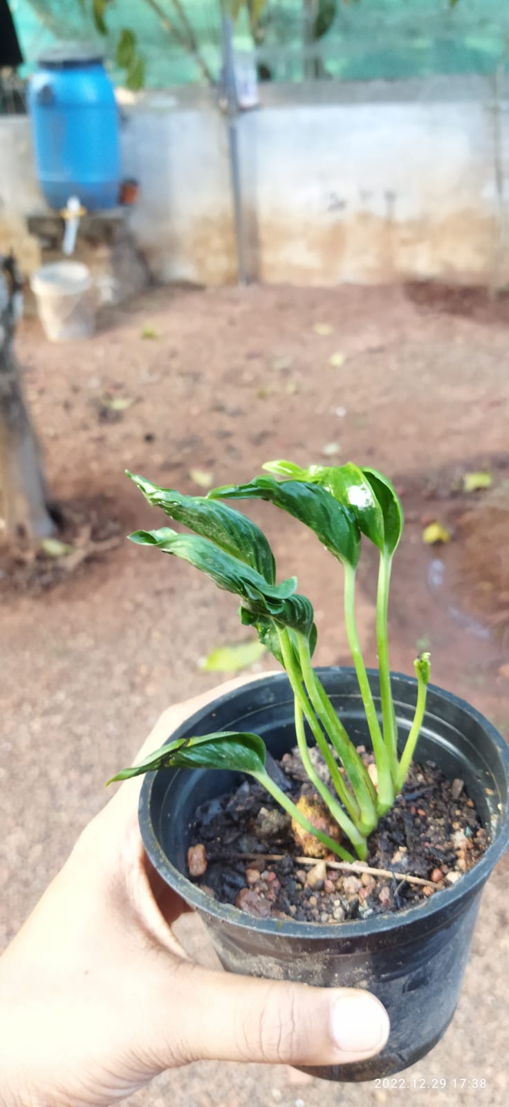 Epipremnum Shangri La 'Sleeping Pothos'