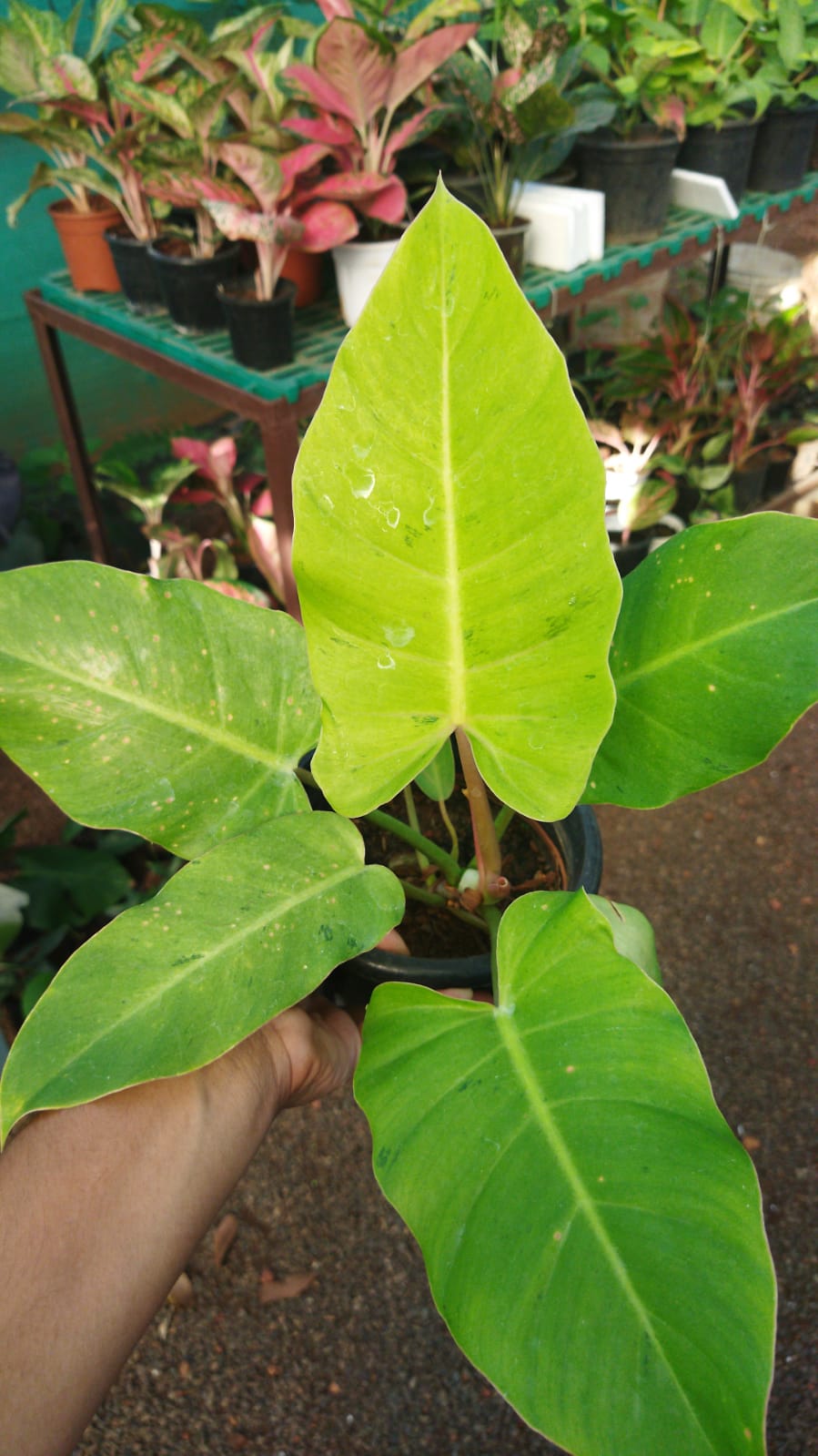 Philodendron Jungle Fever Variegated