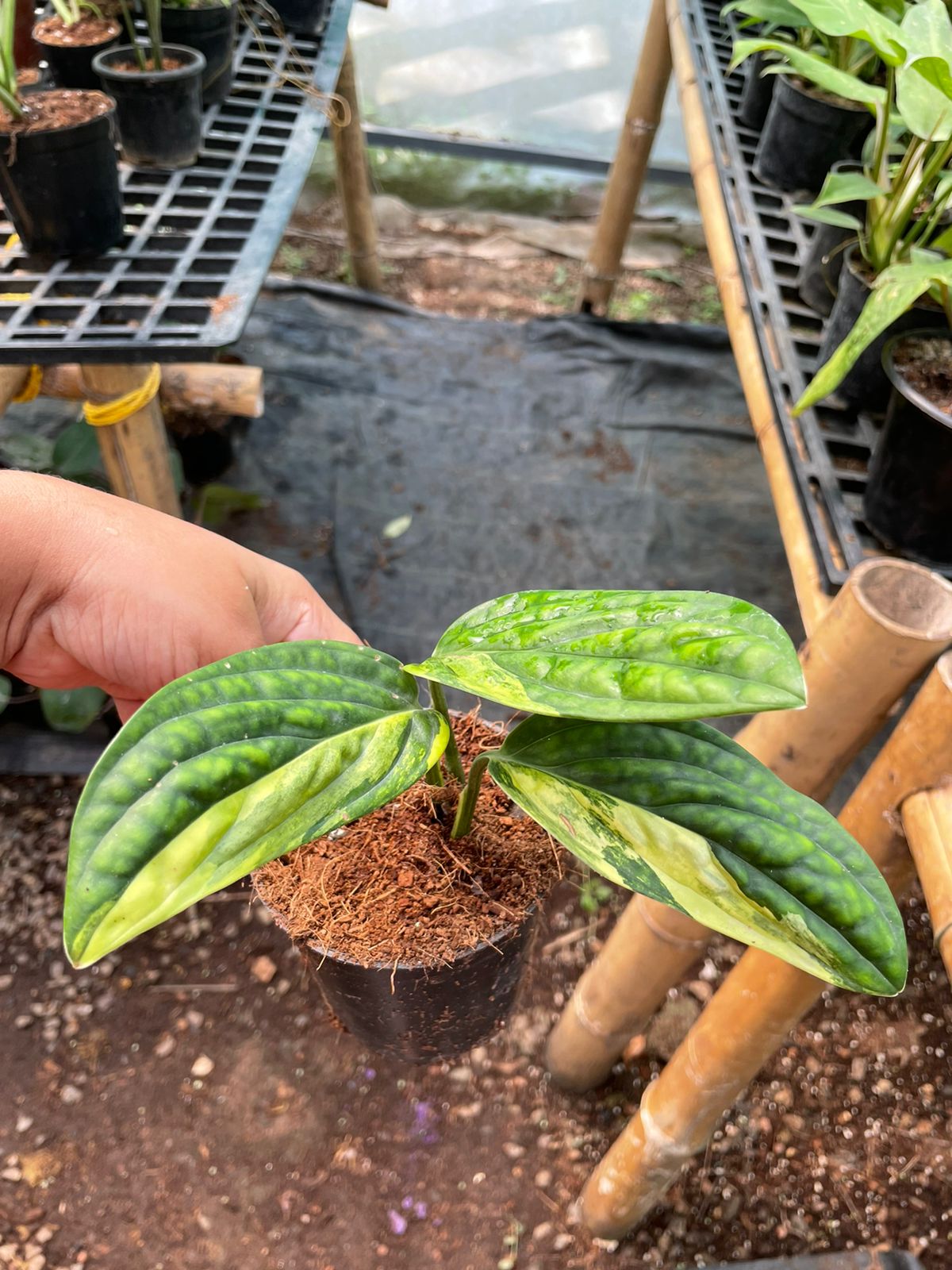 Monstera Peru Variegated