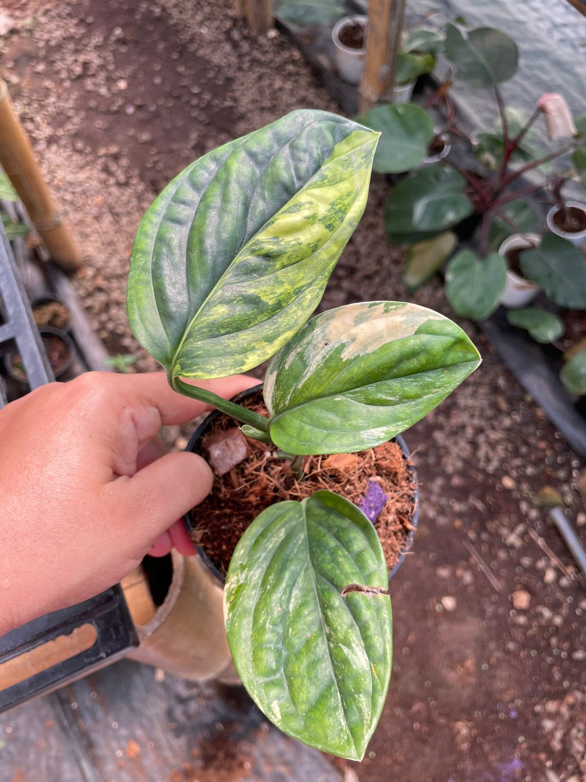 Monstera Peru Variegated