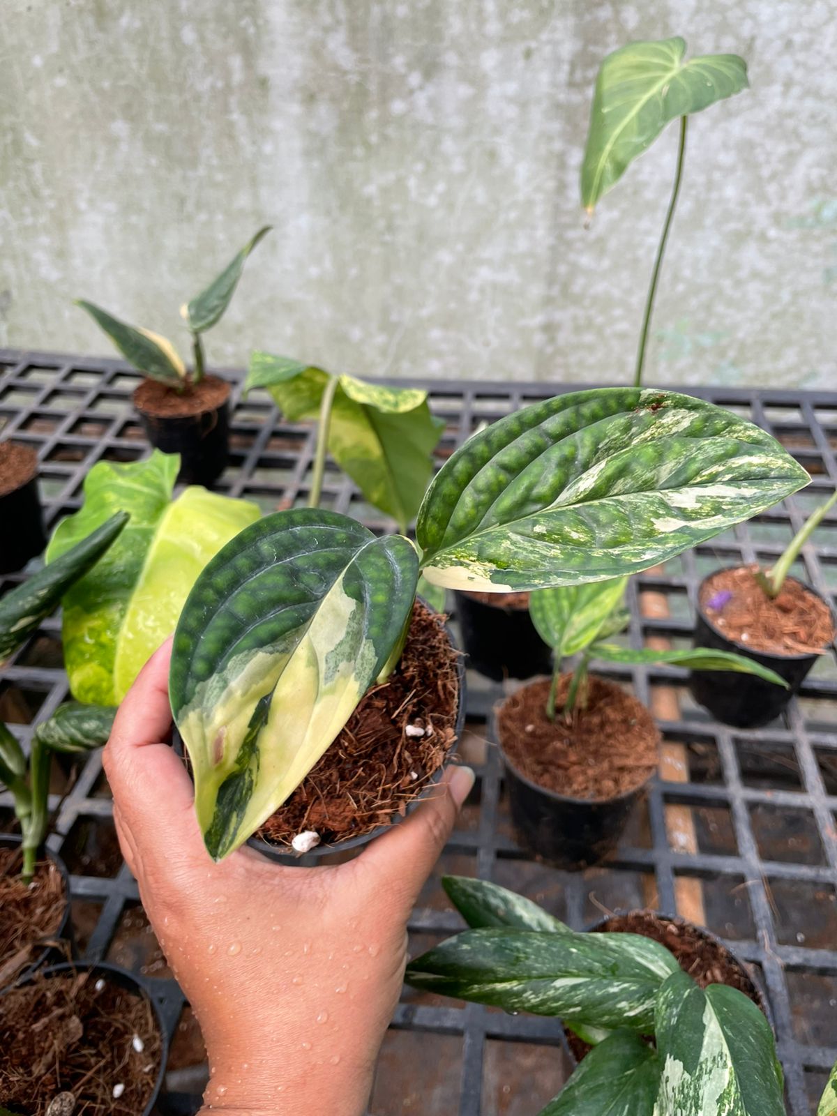 Monstera Peru Variegated