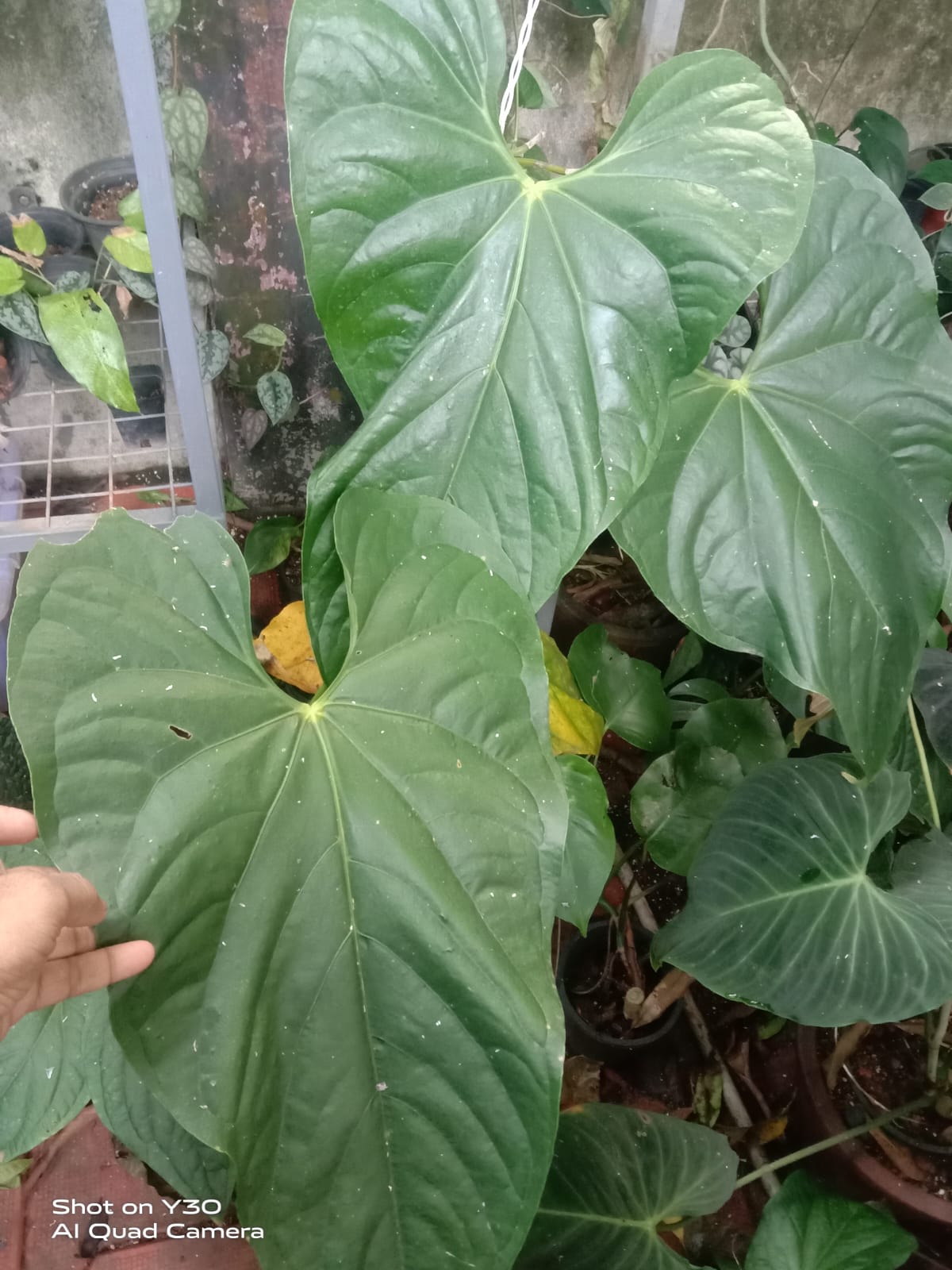 Anthurium Giganteum Verde