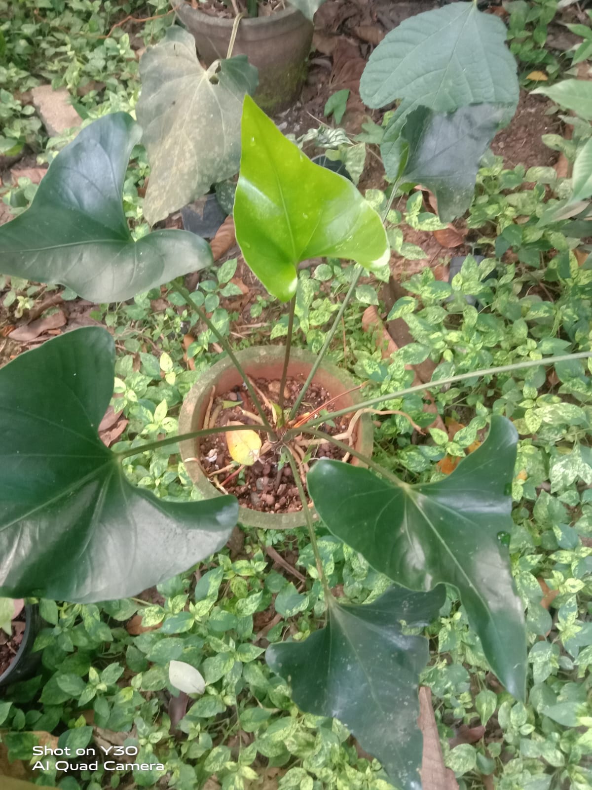 Anthurium Brownii ' Tea Cup '