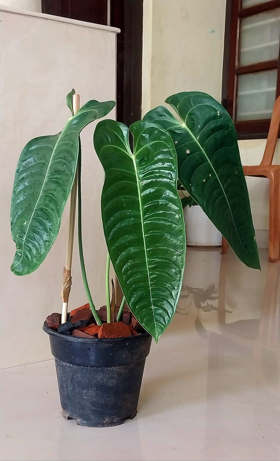 Anthurium Veitchii ' King'