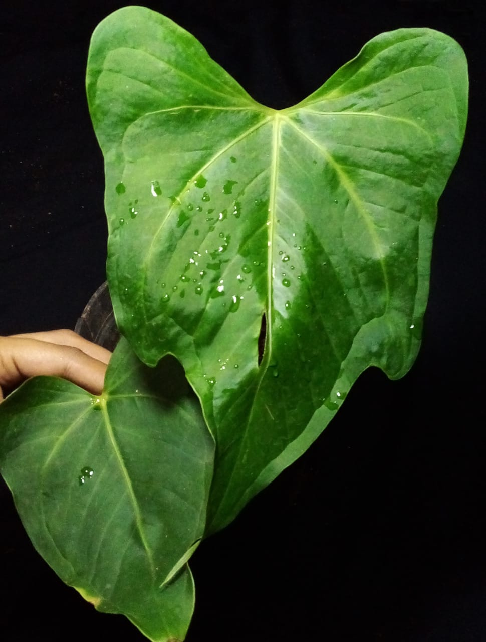 Anthurium Macrolobium