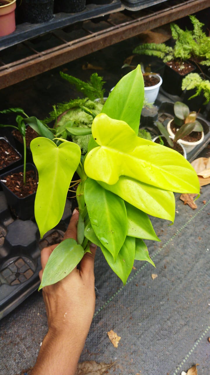 Philodendron Gold Violin