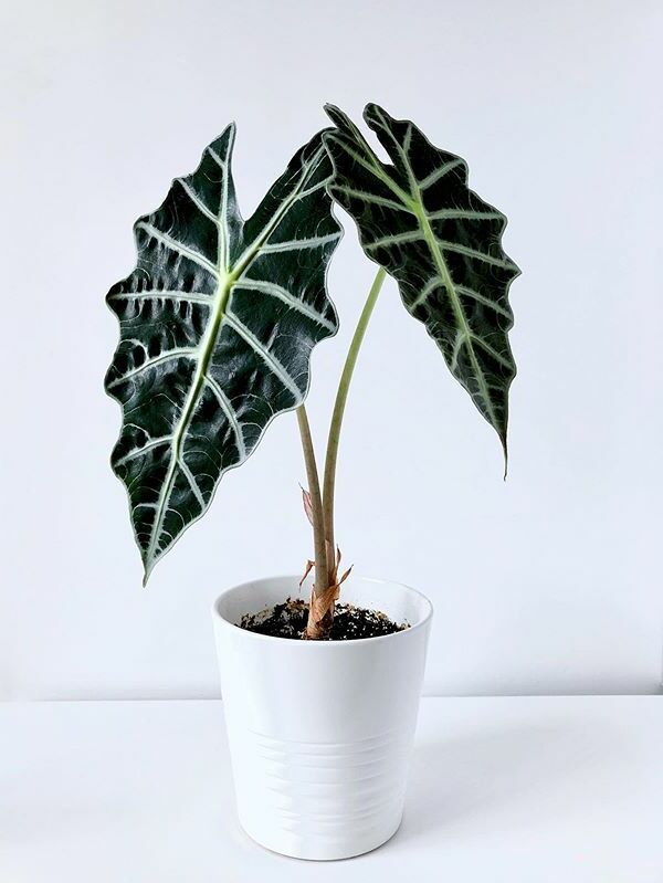 Alocasia Amazonica Bulb