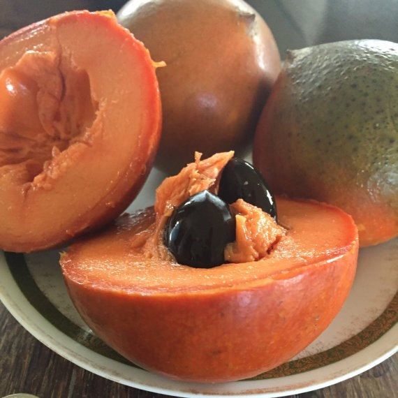Red Faisan Exotic Fruit Plants (Pouteria Viridis)