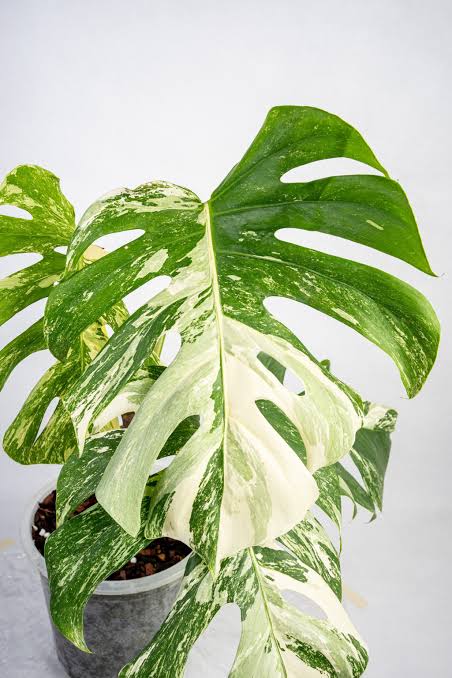 Monstera Albo Variegated