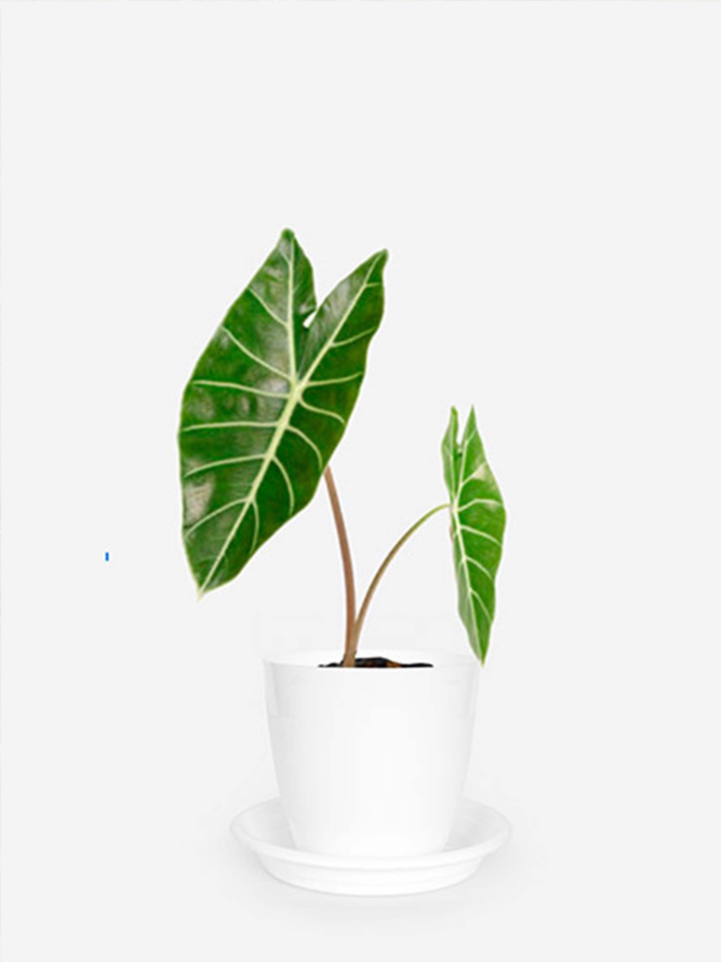 Alocasia Longiloba - Growcerys Shop