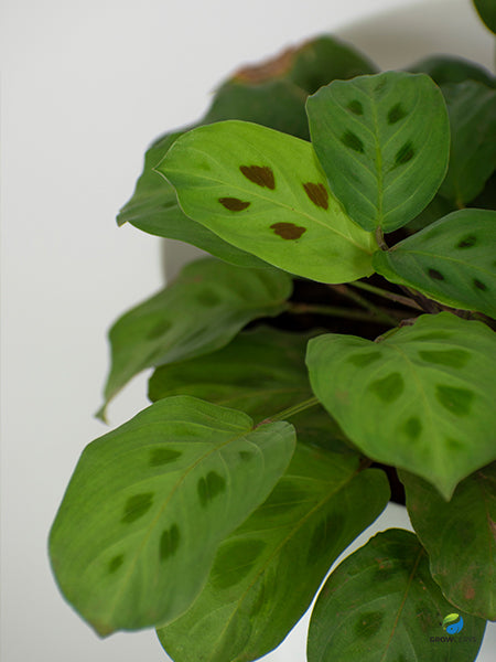 Maranta Leuconeura ‘Kerchoveana’