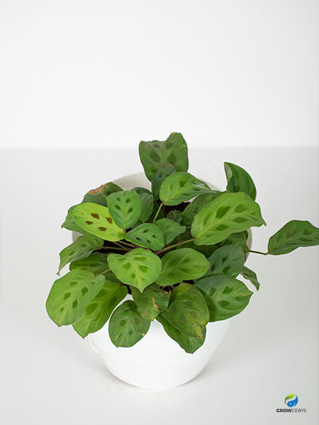 Maranta Leuconeura ‘Kerchoveana’