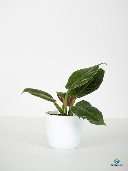 Philodendron Subhastatum