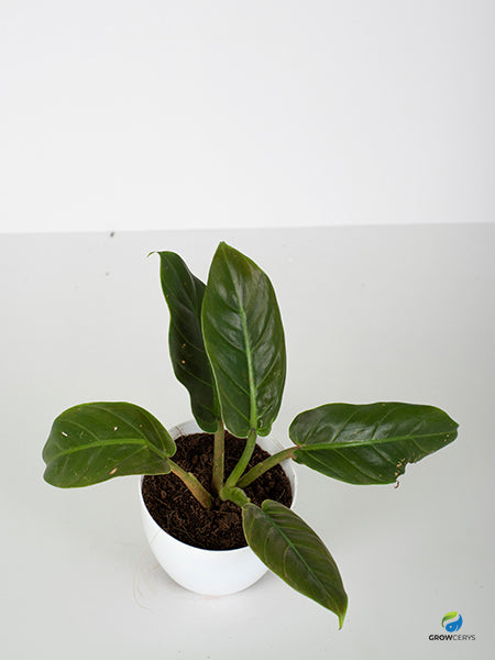 Philodendron Subhastatum