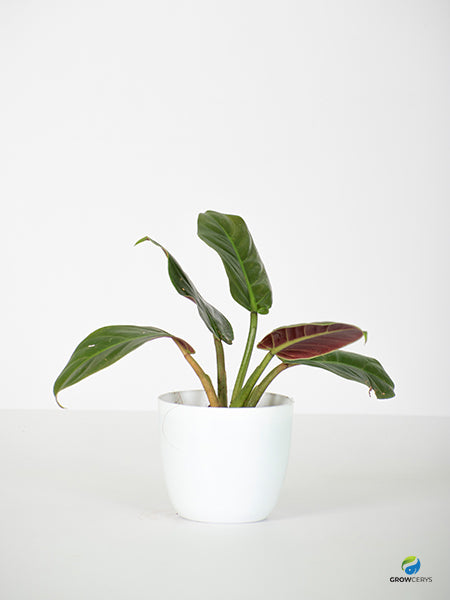 Philodendron Subhastatum