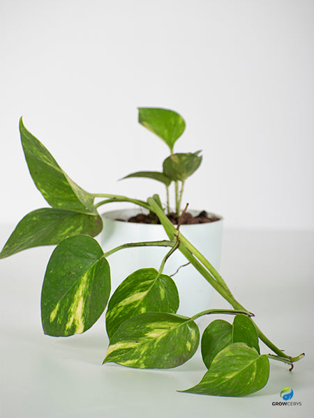 Pothos Golden