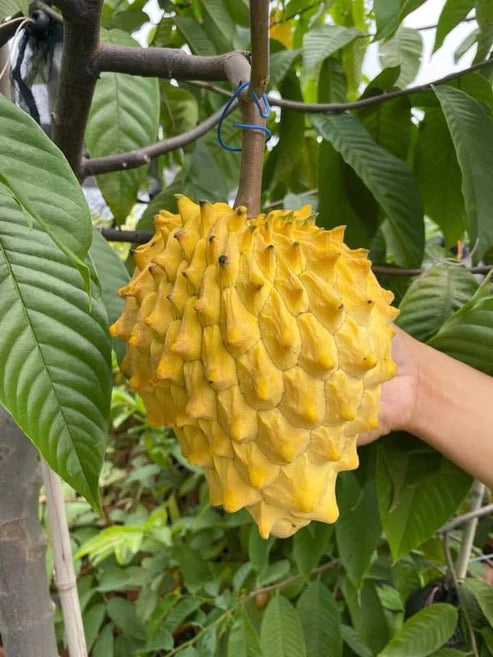 Rollinia Exotic Fruit Plants (Rollinia Deliciosa)