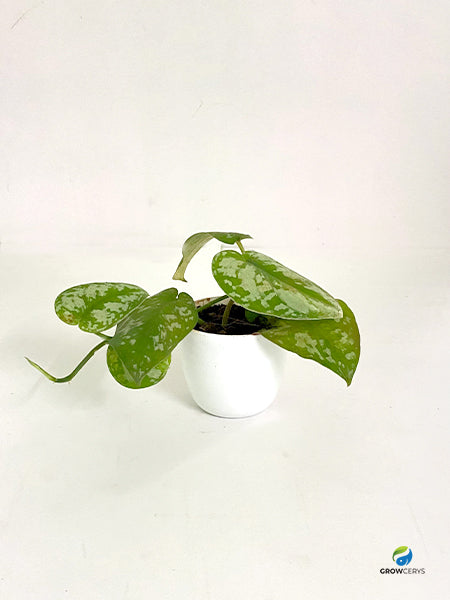 Pothos Satin