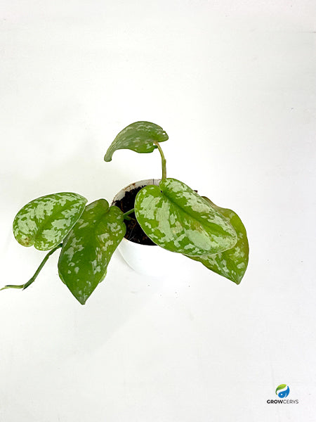 Pothos Satin