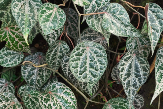 Caring for Piper Ornatum (also known as Piper Majesticum or Calathea Beauty Star)