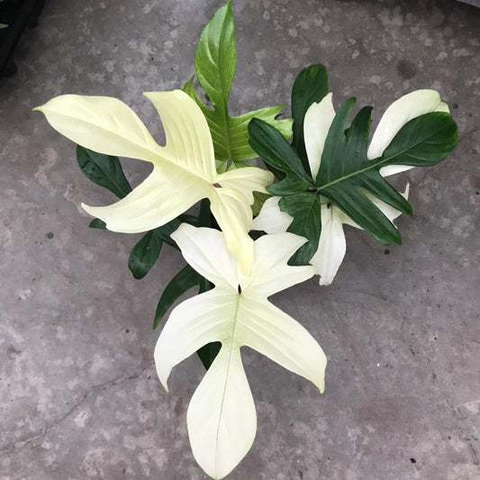 Philodendron Florida Ghost 'White' Care Tips