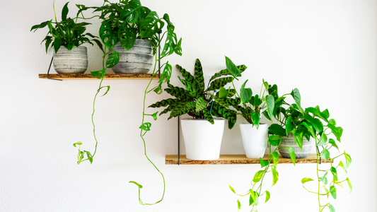 THE RULES OF HOUSE PLANT DESIGN