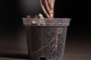 Why Transparent Pots Are Ideal for Your Aroids