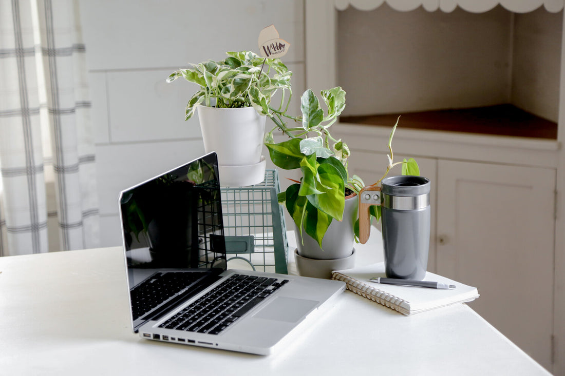 Working from Home with My Over-Dramatic Plant
