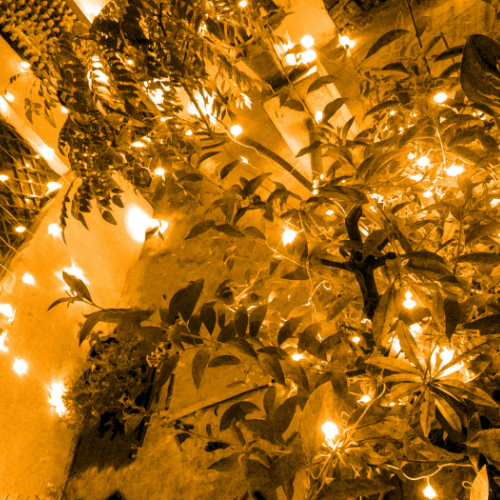 Hello Diwali: Illuminating Your Home with Indoor Plants
