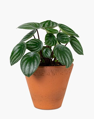 Common Houseplant Care Guide (short)