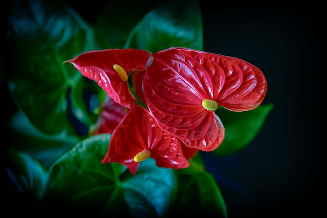 Blossoming Love: My Anthurium Affair