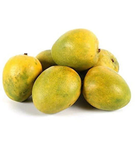 Kalapadi Mango Grafted Exotic Fruit Plant (Mangifera indica)