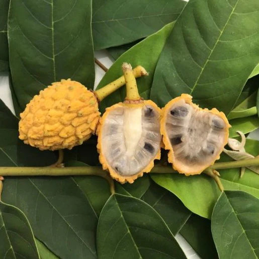 Araticui Exotic Fruit (Annona Dolabripetala)