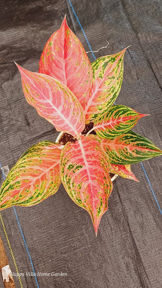 Aglaonema Mahanacorne