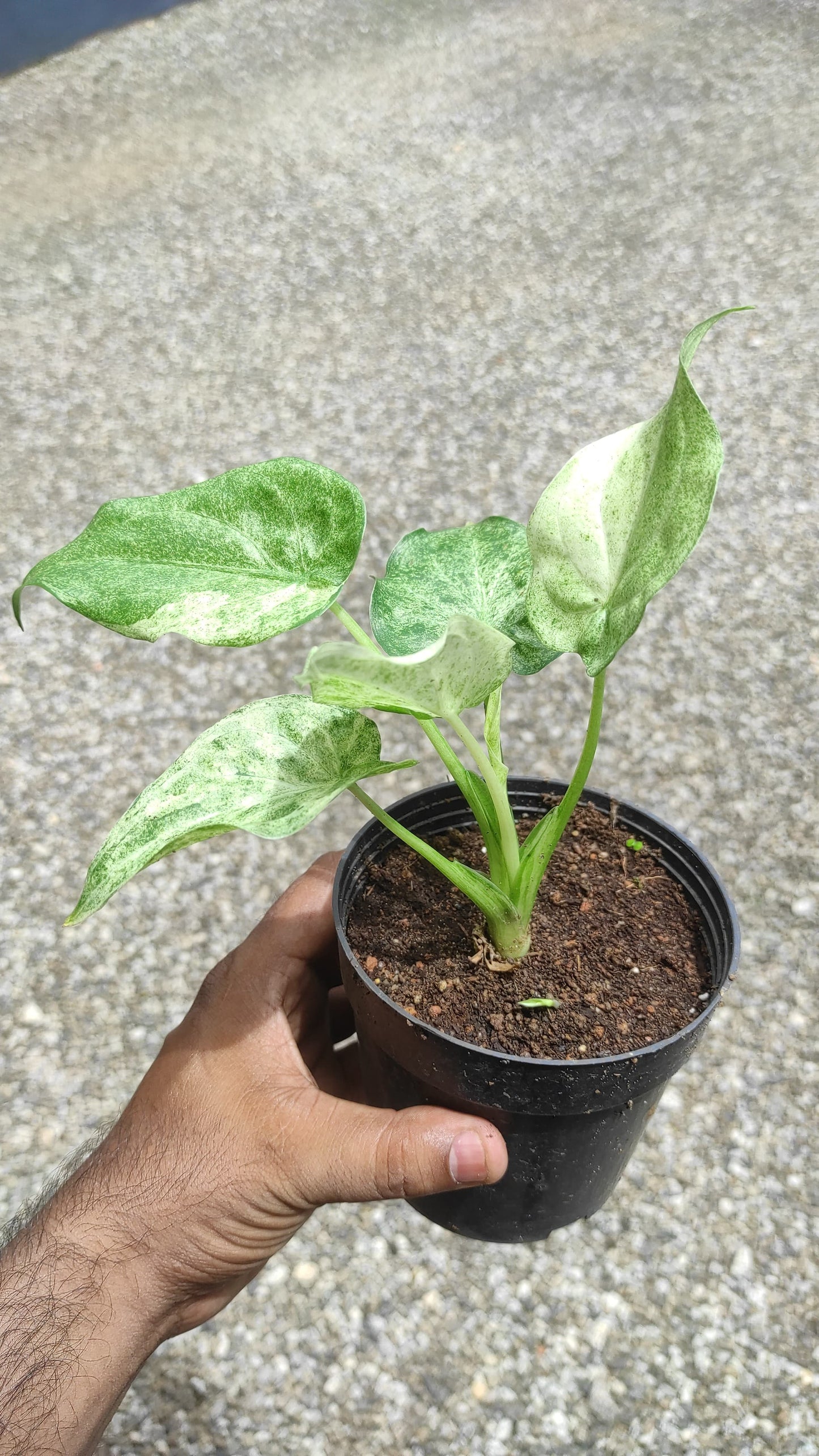 Alocasia Cucullata Mint Variegated