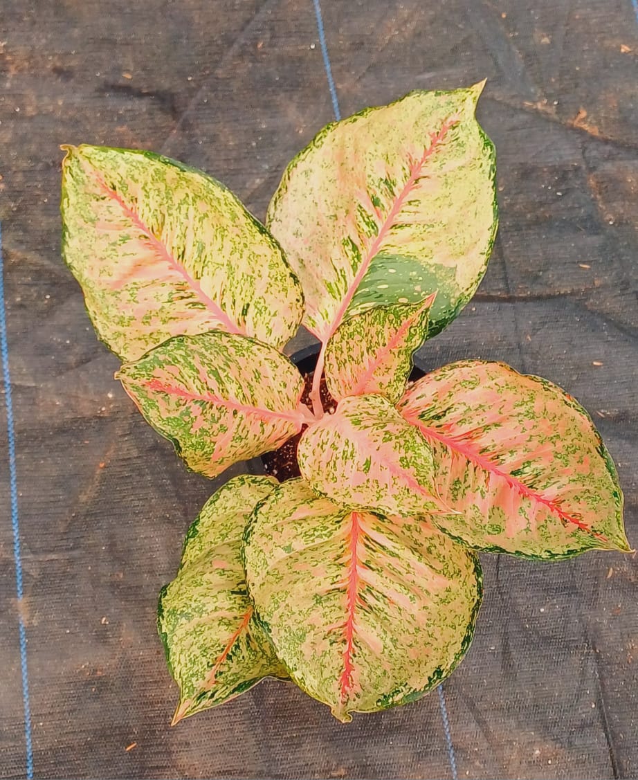 Aglaonema Fortune