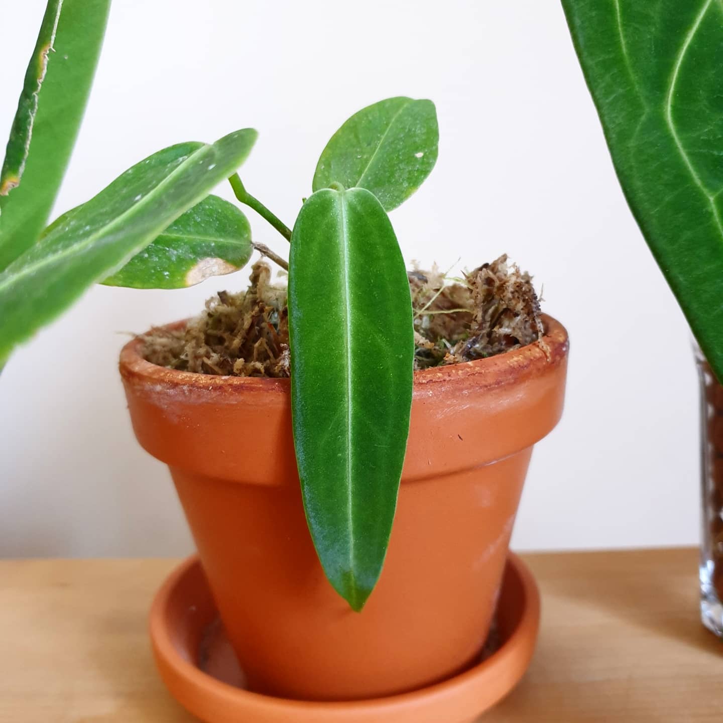 Anthurium Warocqueanum Queen 'Juvenile'