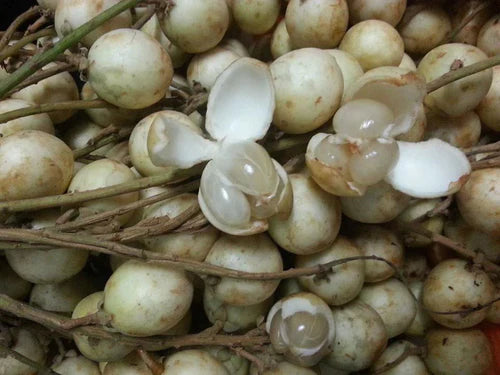 White Rambai Exotic Fruit Plants (Baccaurea Motleyana)