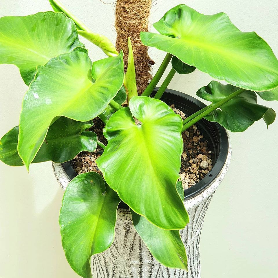 Philo Rugosum Philodendron Rugosum: Buy Plant Online In India – Growcerys